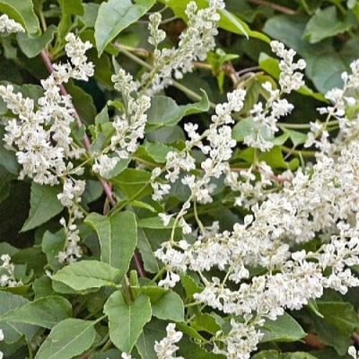 Фаллопия АУБЕРТА в Бобруйске