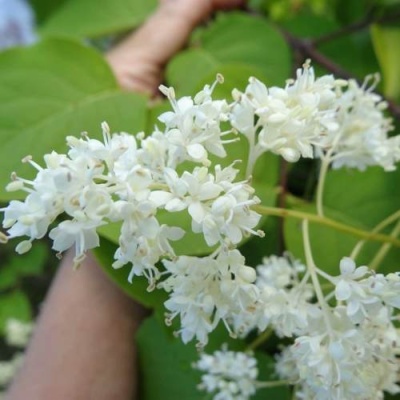 Сирень АМУРСКАЯ в Бобруйске
