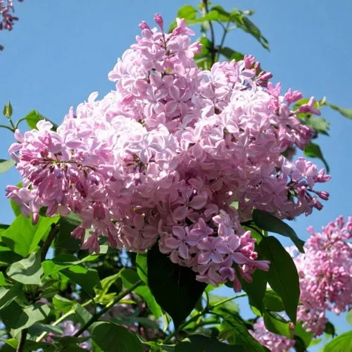 Сирень БУФФОН в Бобруйске