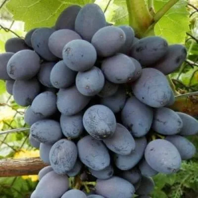 Черный виноград в Бобруйске