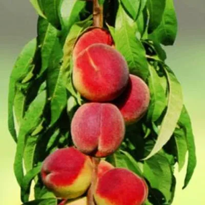 Персик колоновидный в Бобруйске