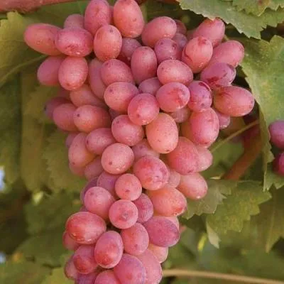 Розовый виноград в Бобруйске