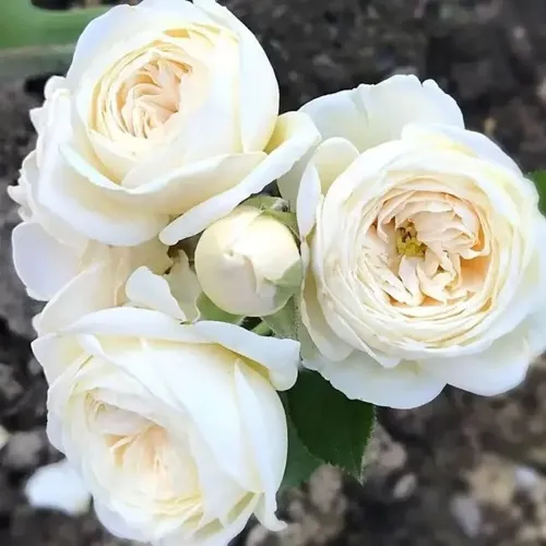 Роза АРТЕМИС шраб в Бобруйске