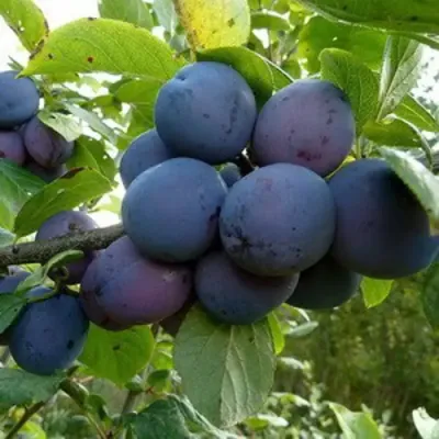 Купить Слива КРОМАНЬ в Бобруйске - описание, отзывы