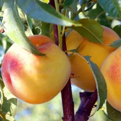 Колонновидные персики в Бобруйске