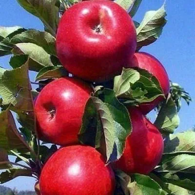Колонновидные яблони в Бобруйске