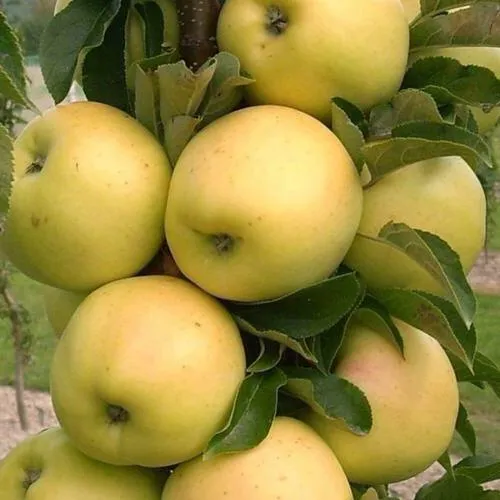 Яблоня колонновидная МЕДОК в Бобруйске
