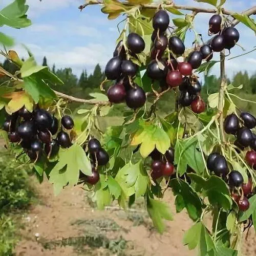 Смородина золотистая ЛЕВУШКА в Бобруйске