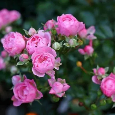 Роза полиантовая в Бобруйске