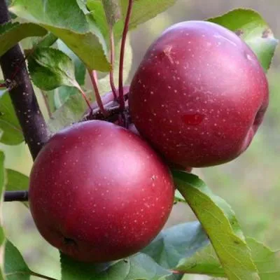 Яблоня красномясая в Бобруйске